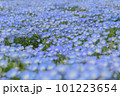 青いネモフィラの花 101223654