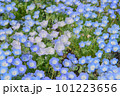 青いネモフィラの花 101223656