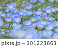 青いネモフィラの花 101223661