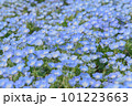 青いネモフィラの花 101223663