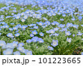 青いネモフィラ 101223665