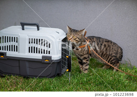 Portrait of a gray striped cat near a plastic carrier while walking outdoors. Portrait of a gray striped cat near a plastic carrier while walking outdoors. 101223698