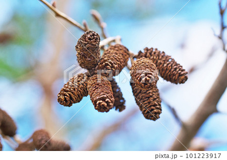 ハンノキの成熟した実（春、三月） 101223917