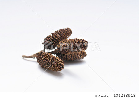 ハンノキの成熟した実（春、三月） 101223918