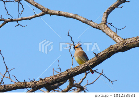 枝にとまるヒレンジャク 枝にとまるヒレンジャク 101223931