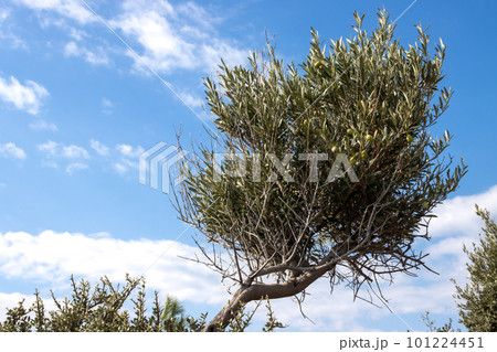 Olive tree, Giola lagoon, Greece Olive tree, Giola lagoon, Greece 101224451
