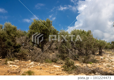 Olive trees, Giola lagoon, Greece 101224473