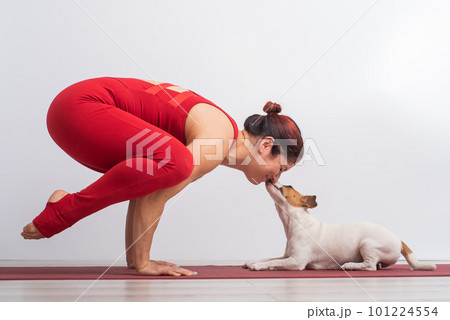 Caucasian woman practices yoga in a red bodysuit with her dog Jack Russell Terrier on a white background. The girl stands in the bokasana pose 101224554