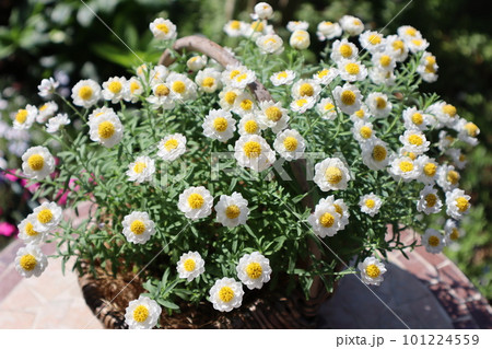 かごに植えた花かんざし かごに植えた花かんざし 101224559