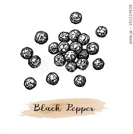 Black pepper vector illustration. Vintage sketch element for labels,  packaging design. Stock Vector by ©Vivali 399532928