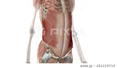 Your core muscles are the muscles deep in the abdomen and back t Your core muscles are the muscles deep in the abdomen and back t 101224714