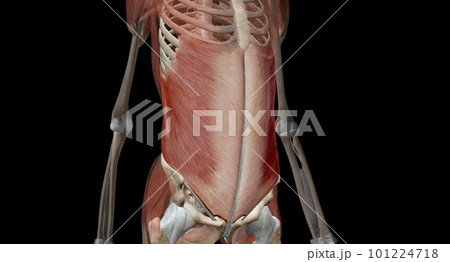 Your core muscles are the muscles deep in the abdomen and back t 101224718