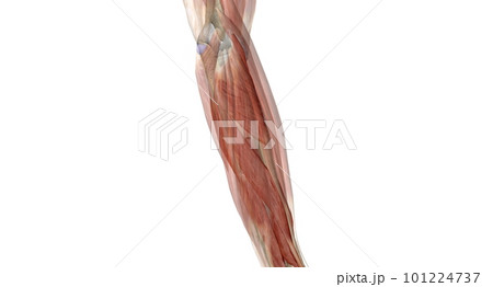 The elbow is the region between the upper arm and the forearm that surrounds the elbow joint. 101224737