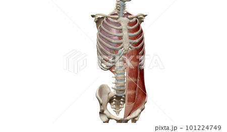 The lungs are a pair of spongy, air-filled organs located on eit The lungs are a pair of spongy, air-filled organs located on eit 101224749