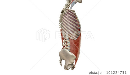 The lungs are a pair of spongy, air-filled organs located on eit The lungs are a pair of spongy, air-filled organs located on eit 101224751