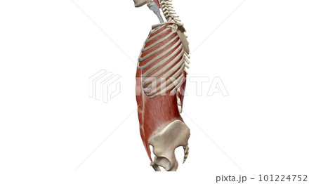 The lungs are a pair of spongy, air-filled organs located on eit The lungs are a pair of spongy, air-filled organs located on eit 101224752