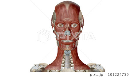 Muscles of the Head and Neck Muscles of the Head and Neck 101224759