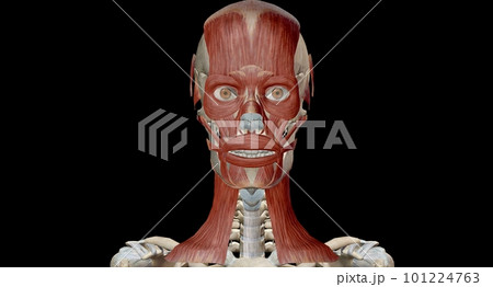 Muscles of the Head and Neck 101224763