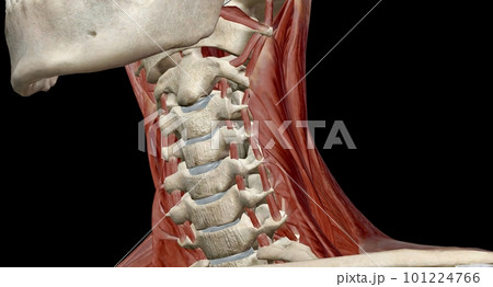 The muscles of the neck are muscles that cover the area of the neck. The muscles of the neck are muscles that cover the area of the neck. 101224766