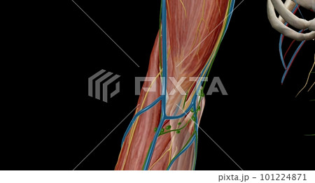 The cubital (anticubital) fossa is a triangular-shaped depression over the anterior aspect of the elbow joint. 101224871