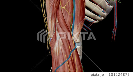 The cubital (anticubital) fossa is a triangular-shaped depression over the anterior aspect of the elbow joint. 101224875