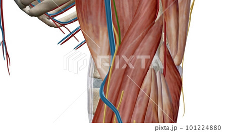The cubital (anticubital) fossa is a triangular-shaped depression over the anterior aspect of the elbow joint. 101224880