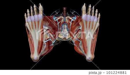Each foot has 28 bones, 30 joints, and more than 100 muscles, ligaments, and tendons. 101224881