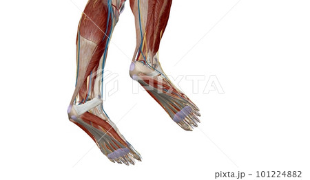 Each foot has 28 bones, 30 joints, and more than 100 muscles, ligaments, and tendons. Each foot has 28 bones, 30 joints, and more than 100 muscles, ligaments, and tendons. 101224882