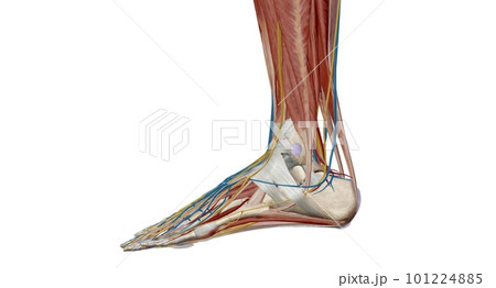 Each foot has 28 bones, 30 joints, and more than 100 muscles, ligaments, and tendons. 101224885