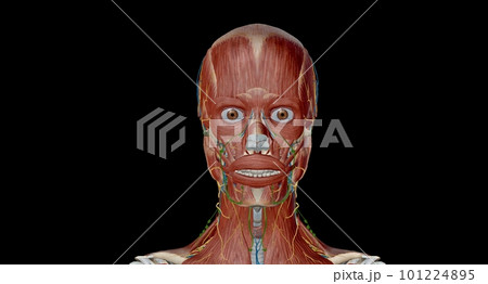 Head and neck anatomy ; Ear, Comprised of outer, middle and inne 101224895
