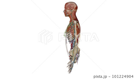 Human anatomy body. Skeletal, organ, vascular, lymph and nervous 101224904