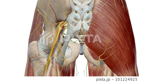 The hip joint is a ball and socket joint that is the point of articulation between the head of the femur and the acetabulum of the pelvis 101224925