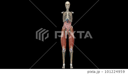 The pelvis is the lower portion of the trunk, located between th 101224959