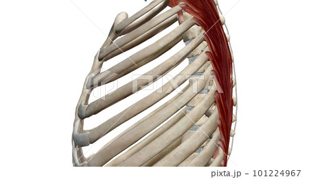 The thoracic spinal column includes 12 vertebrae located between The thoracic spinal column includes 12 vertebrae located between 101224967