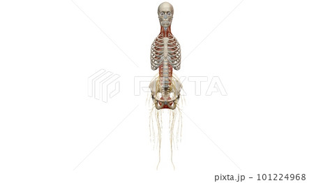 The thoracic spinal column includes 12 vertebrae located between 101224968