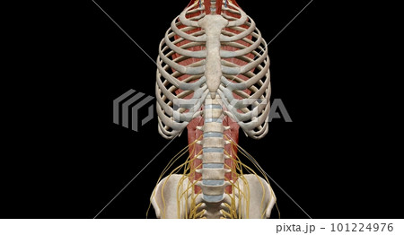 The thoracic spinal column includes 12 vertebrae located between 101224976