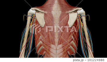 The thorax or chest is a part of the anatomy of humans, mammals, 101224980