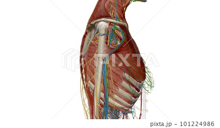 The thorax or chest is a part of the anatomy of humans, mammals, The thorax or chest is a part of the anatomy of humans, mammals, 101224986