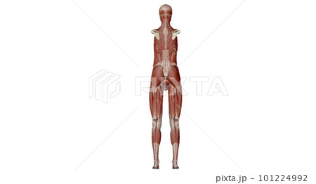 The abdomen is the part of the body between the thorax (chest) and pelvis, in humans and in other vertebrates. The abdomen is the part of the body between the thorax (chest) and pelvis, in humans and in other vertebrates. 101224992