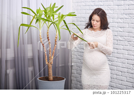 Beautiful pregnant mother in white dress with dark hair, posing at home in modern apartment against brick wall, standing near big plant staring and dusting its green leaves. Pregnancy concept. Beautiful pregnant mother in white dress with dark hair, posing at home in modern apartment against brick wall, standing near big plant staring and dusting its green leaves. Pregnancy concept. 101225317