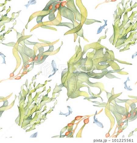 Seamless pattern of colorful sea plants watercolor illustration isolated on white. Laminaria, kelp, herb seaweeds hand drawn. Design for background, textile, packaging, wrapping, marine collection 101225561