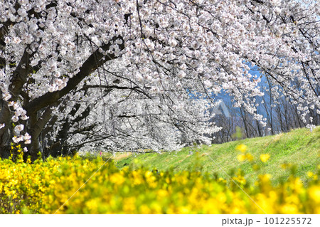 満開の桜とレンギョウの花 満開の桜とレンギョウの花 101225572