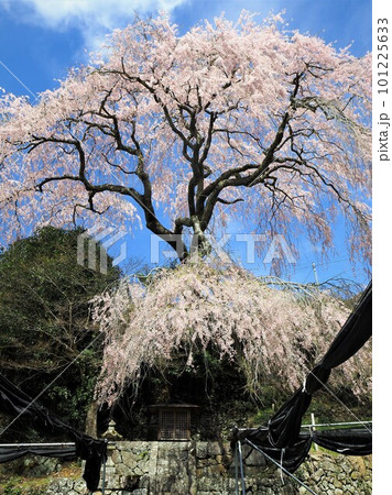 静岡県 栃沢の枝垂れ桜 3月 静岡県 栃沢の枝垂れ桜 3月 101225633