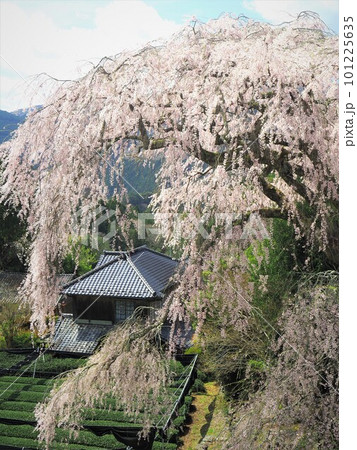 静岡県 栃沢の枝垂れ桜 3月 静岡県 栃沢の枝垂れ桜 3月 101225635
