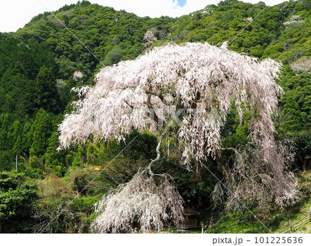 静岡県 栃沢の枝垂れ桜 3月 静岡県 栃沢の枝垂れ桜 3月 101225636