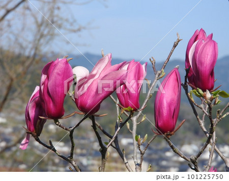 シモクレンの花 101225750