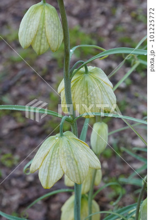 バイモ（貝母）の花 101225772