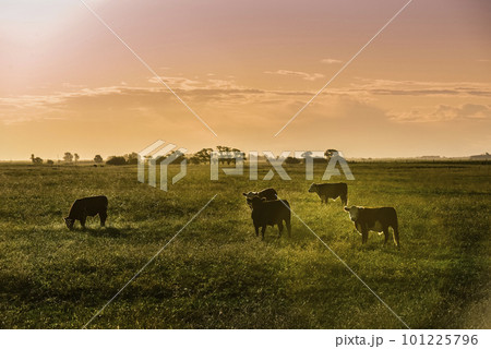 Cattle in Argentine countryside,La Pampa Province, Argentina. Cattle in Argentine countryside,La Pampa Province, Argentina. 101225796