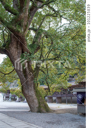 金刀比羅宮　御本宮脇に立つクスノキの巨樹　香川県 101225839