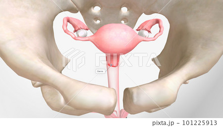 Chlamydia is a sexually transmitted infection caused by Chlamydia trachomatis bacteria. 101225913